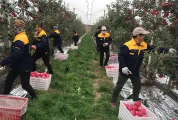 陕西白水：小苹果支撑发展大产业 