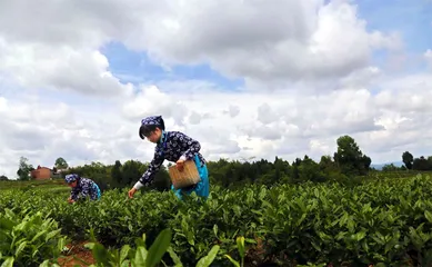 四川平昌：因地制宜夯实乡村产业基础1