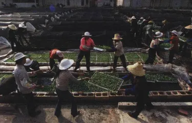 英美烟草上演“十面埋伏”2