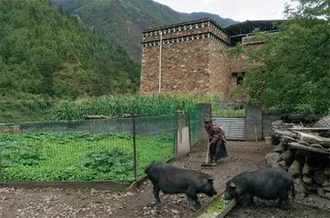 卡斯村马帮行走笔记4