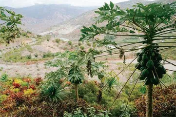 红河谷里的热带想象与植物缠绕3