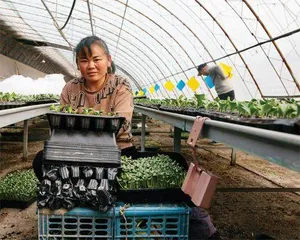 在大棚外对抗农业周期