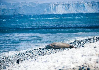 印第安肉干、企鹅砂锅、油炸海豹脑，英雄时代 以来的南极食谱