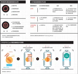 一只可以“救命”的猪