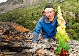 植物界在逃相声选手