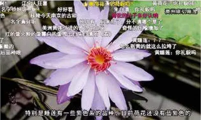 植物界在逃相声选手1