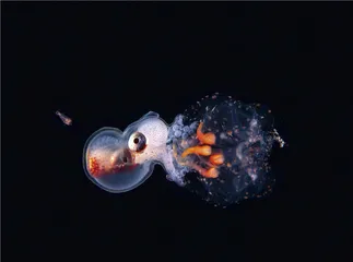 我们与大海的关联4